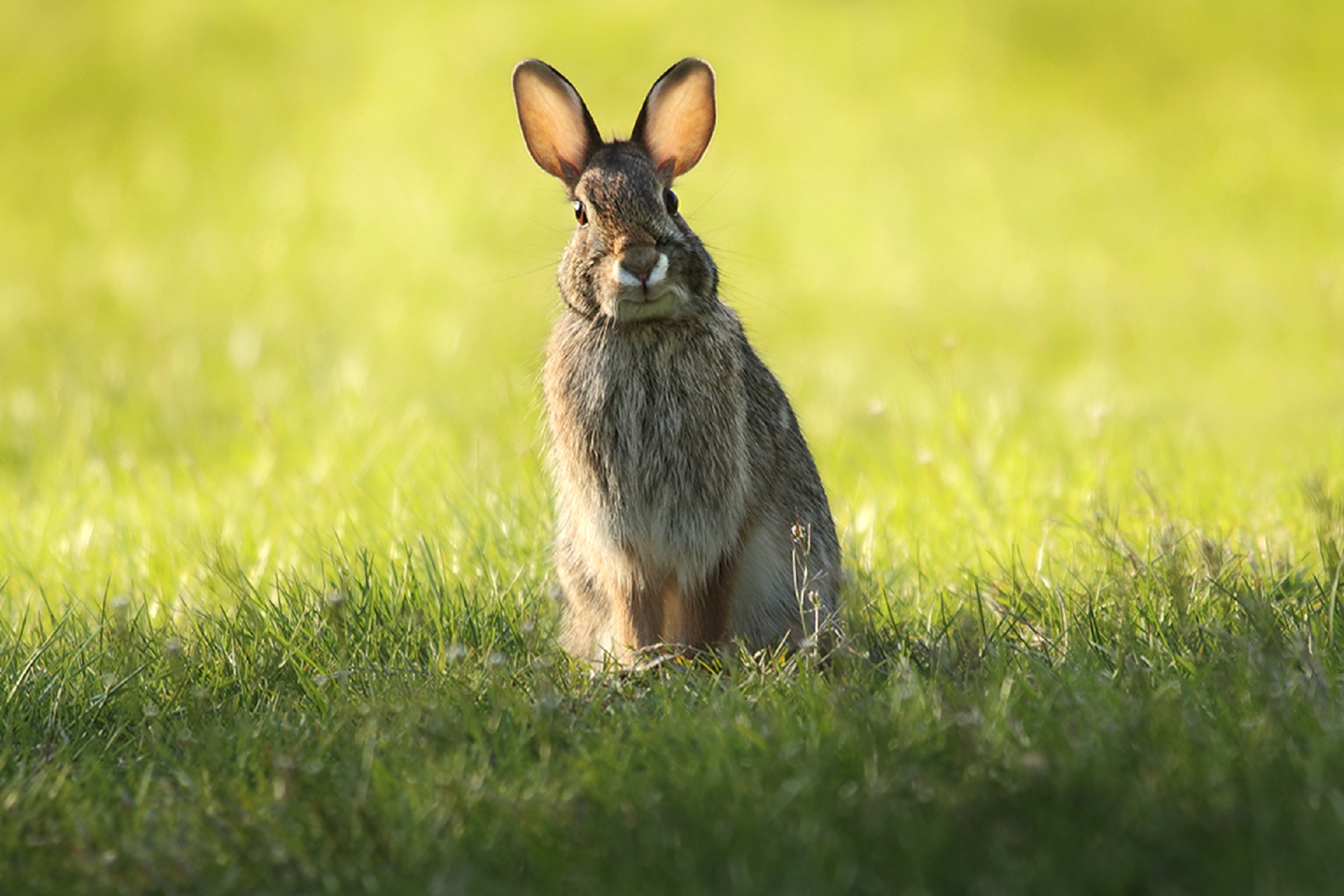 rabbit jackrabbit bunny free photo