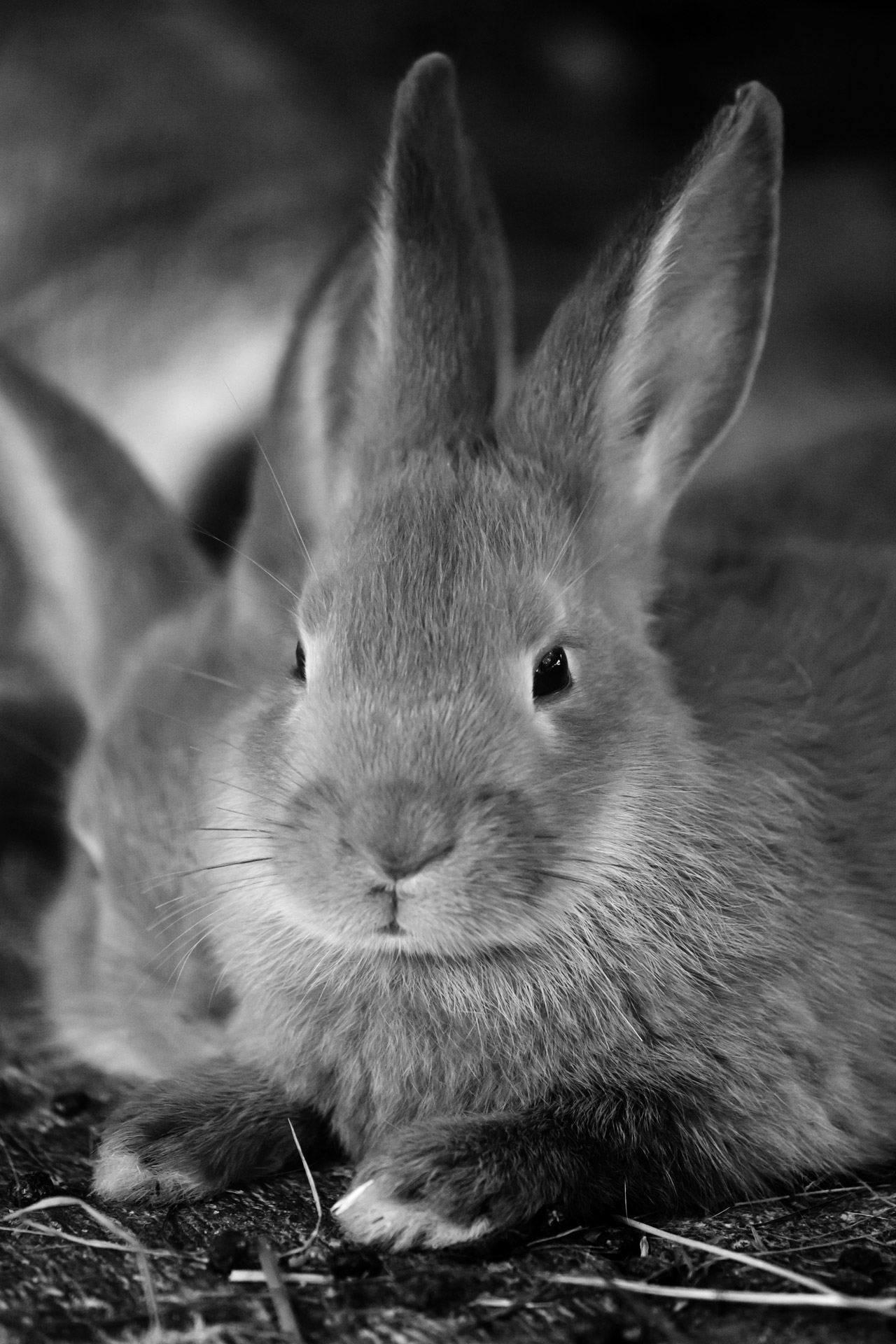 animal bunny cute free photo