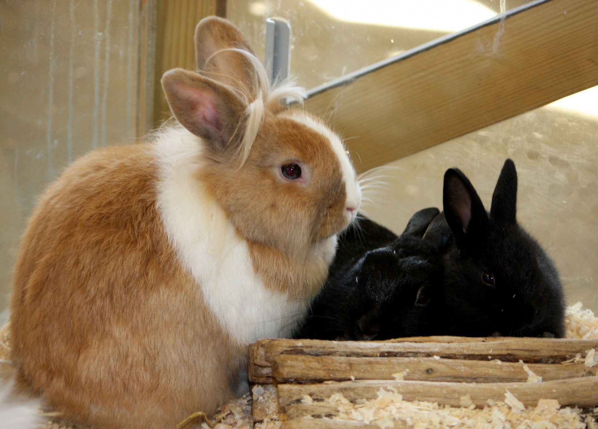rabbit rabbits bunny free photo