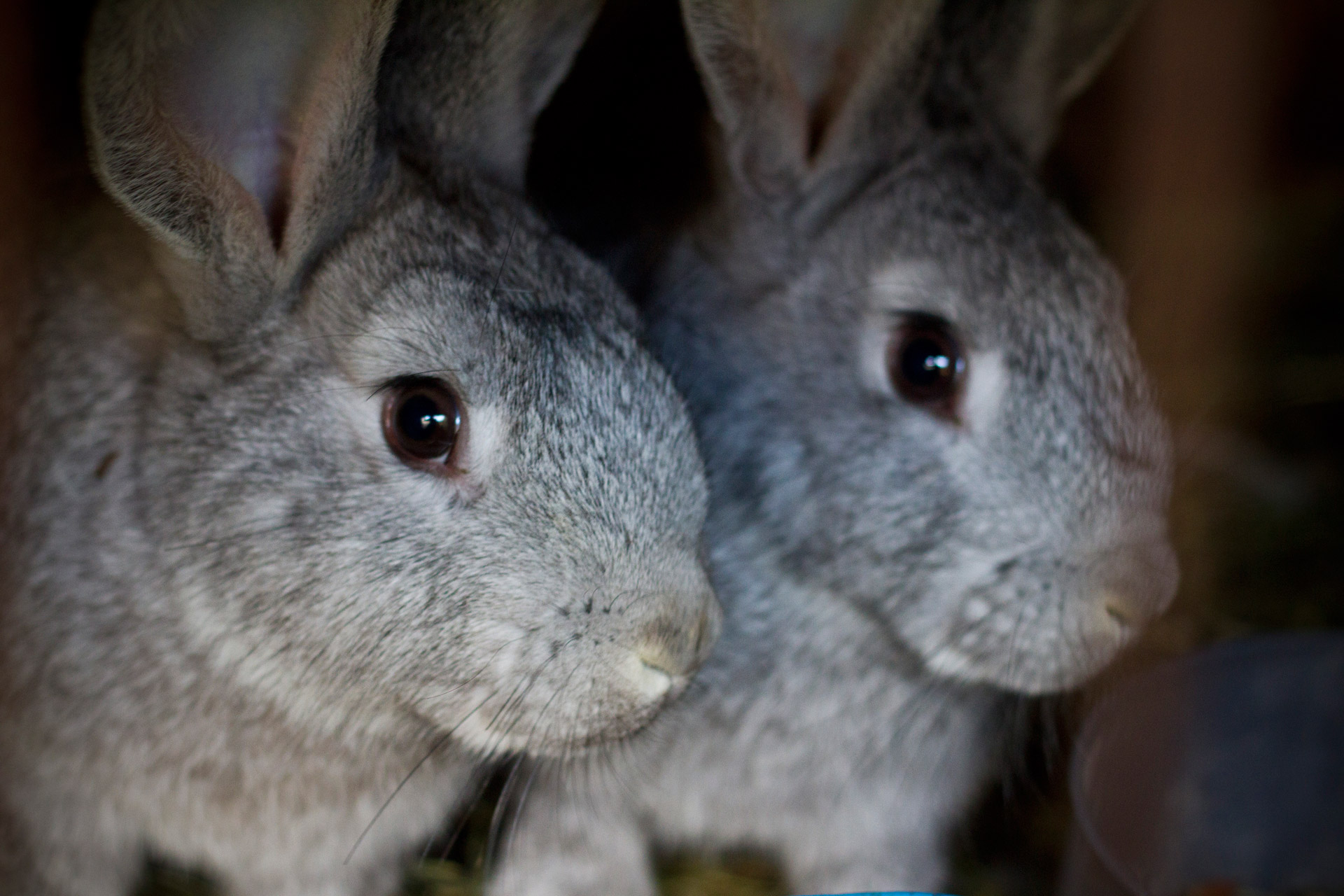 bunny rabbit twins free photo