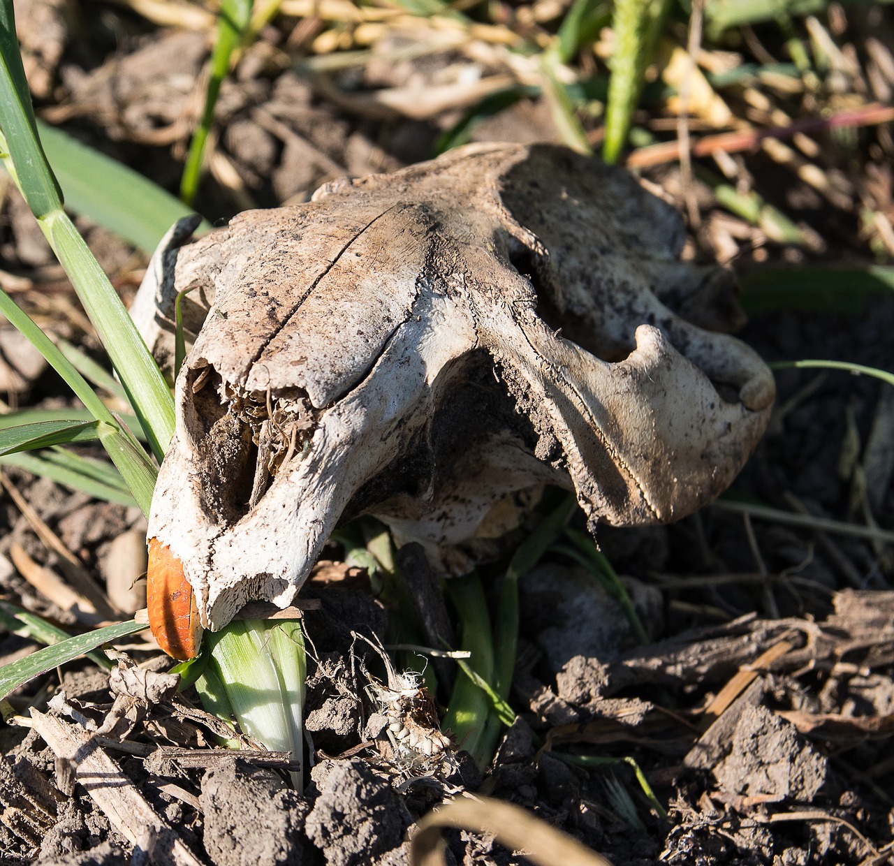 bunny skull  skull  skeleton free photo