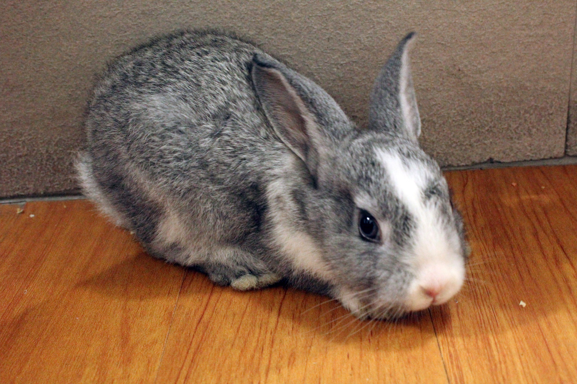 bunny rabbit fur free photo
