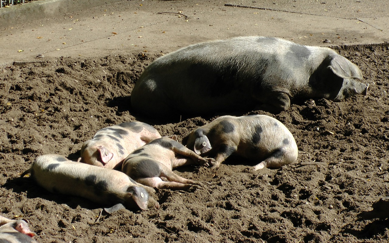 bunte bentheimer pigs sow pigs free photo