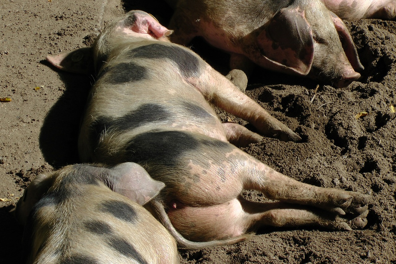 bunte bentheimer pigs sow pigs free photo