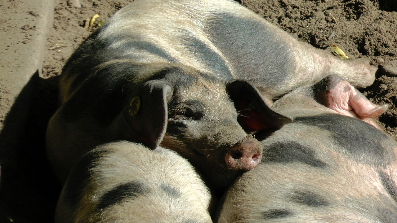 bunte bentheimer pigs sow pigs free photo