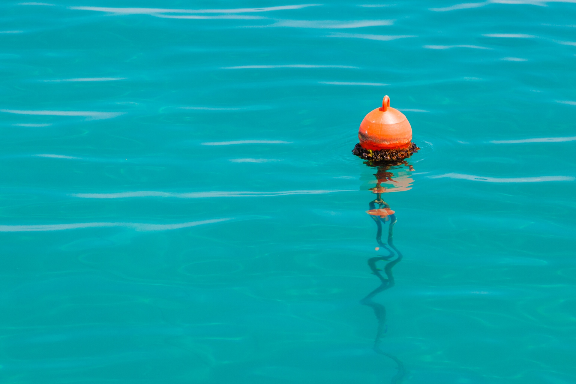 buoy sea red free photo