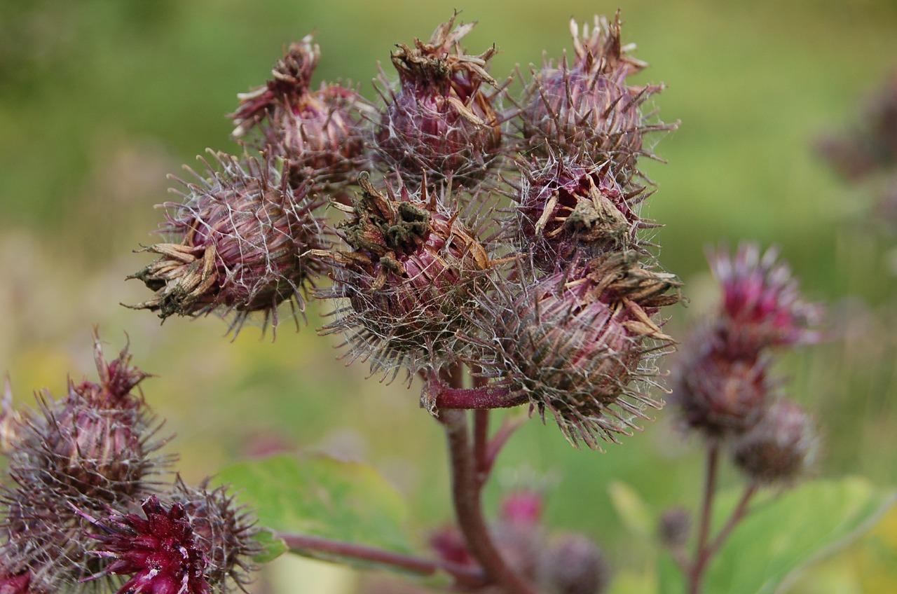 bur bush plant free photo