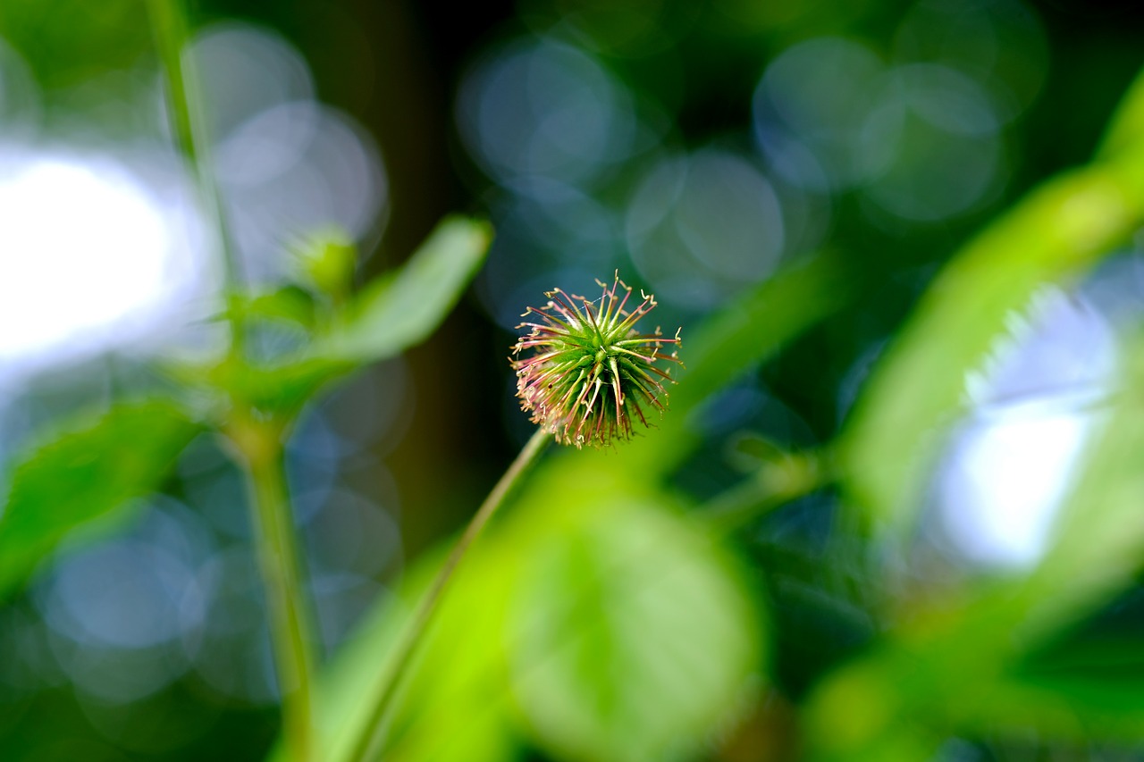 burdock forest nature free photo