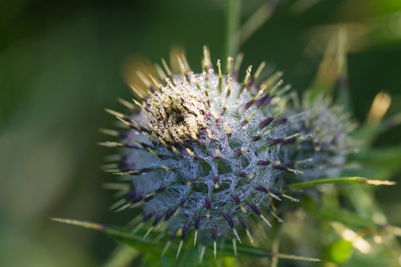 burdock thistle macro free photo