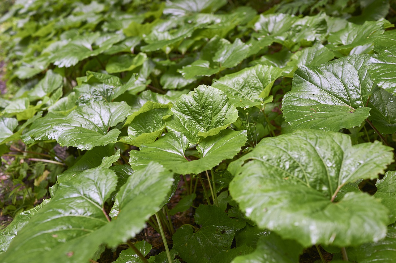 burdock foliage green free photo