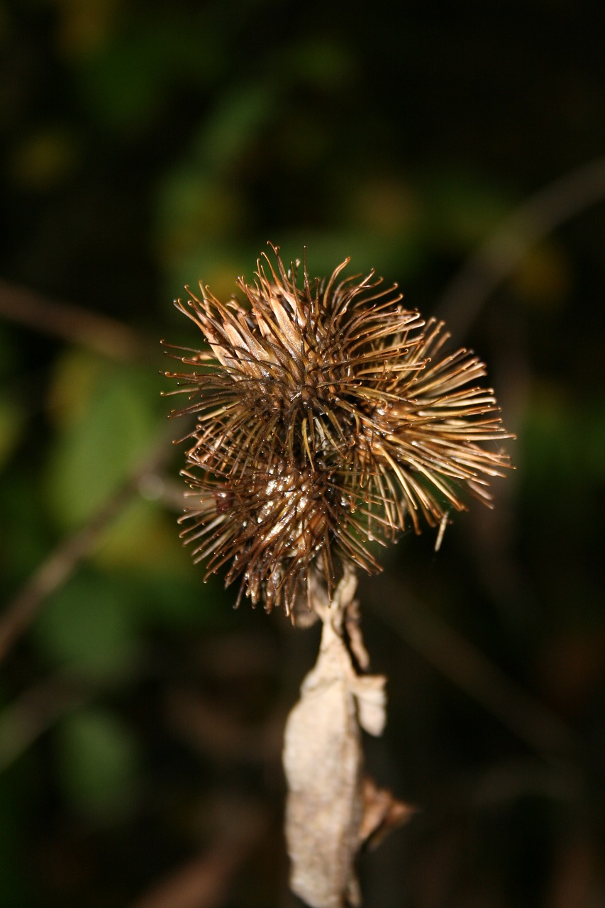 burdock withered dry free photo