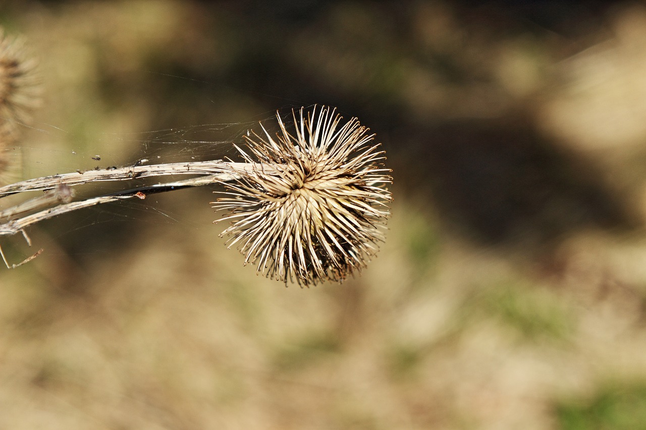 burdock plant flora free photo