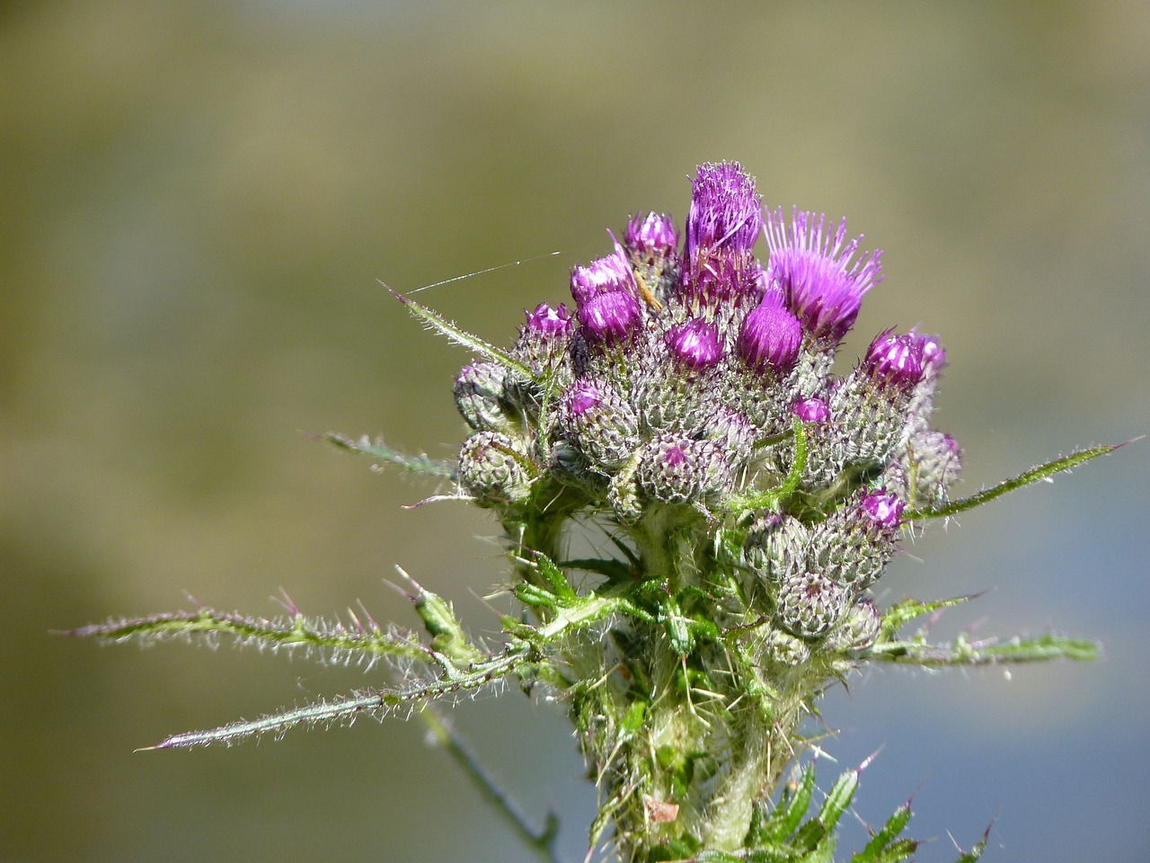 burdock blossom bloom free photo