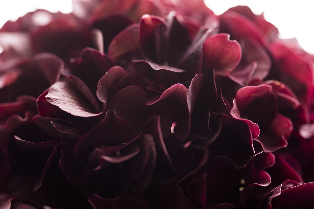 burgundy flower dark flower free photo