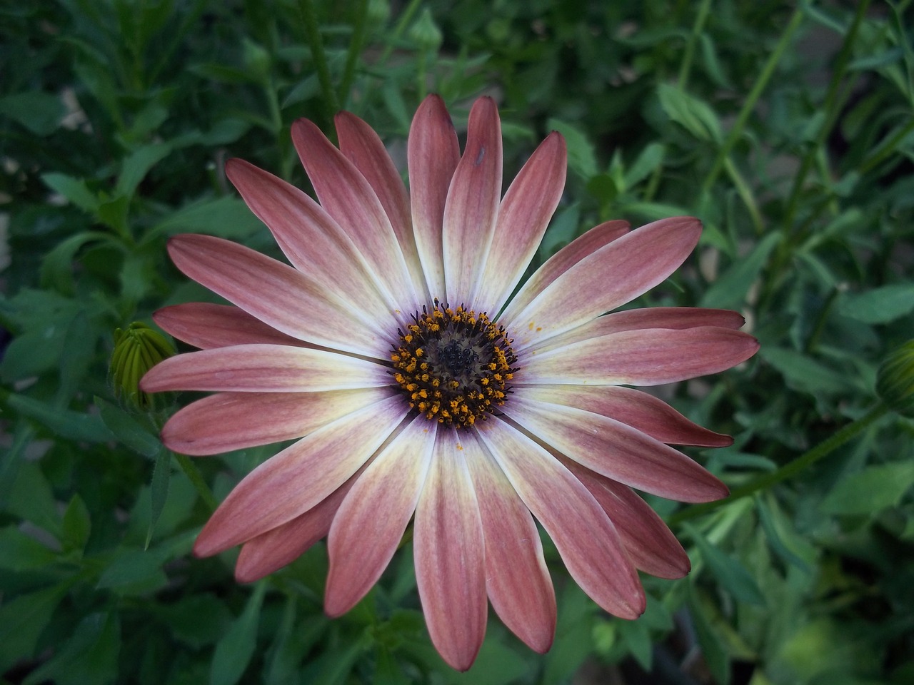 daisy burgundy red free photo