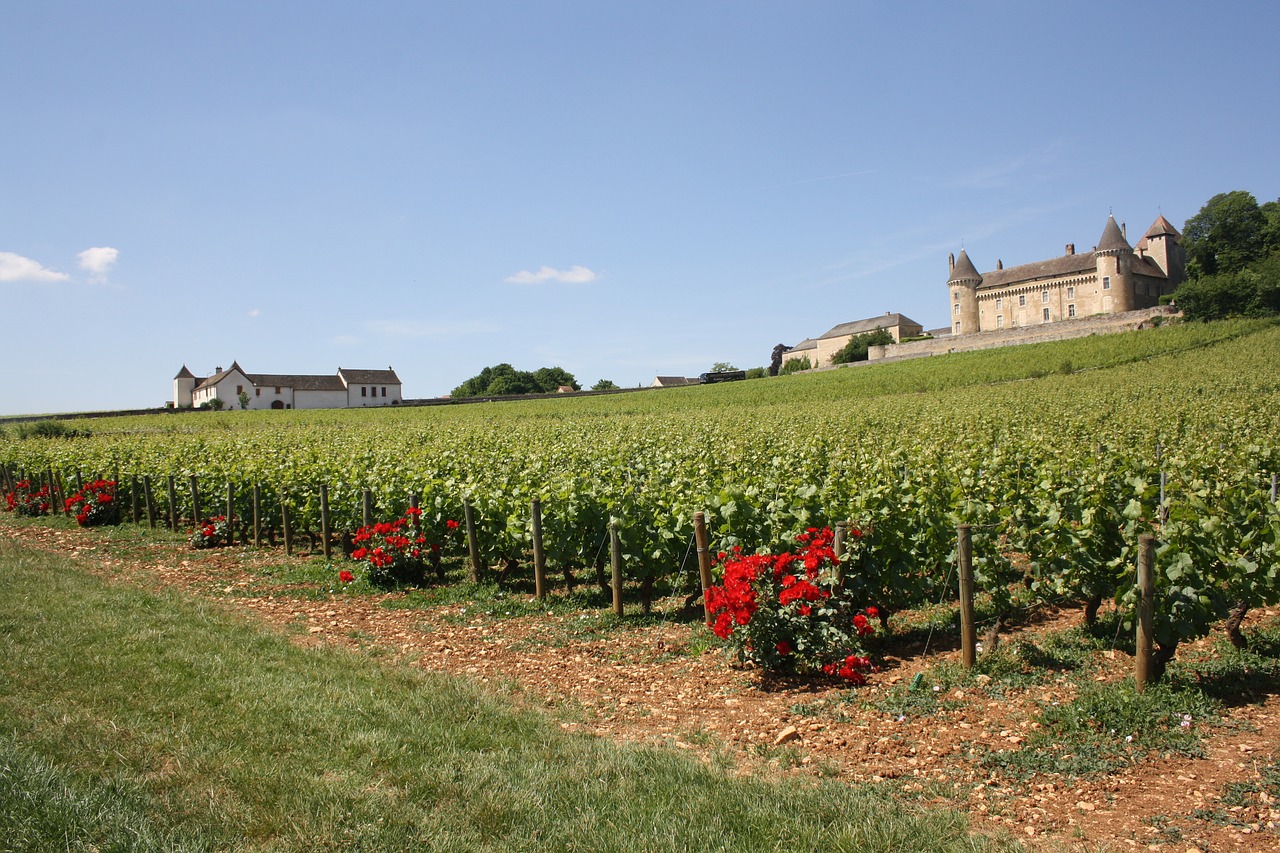 burgundy vineyard castle free photo