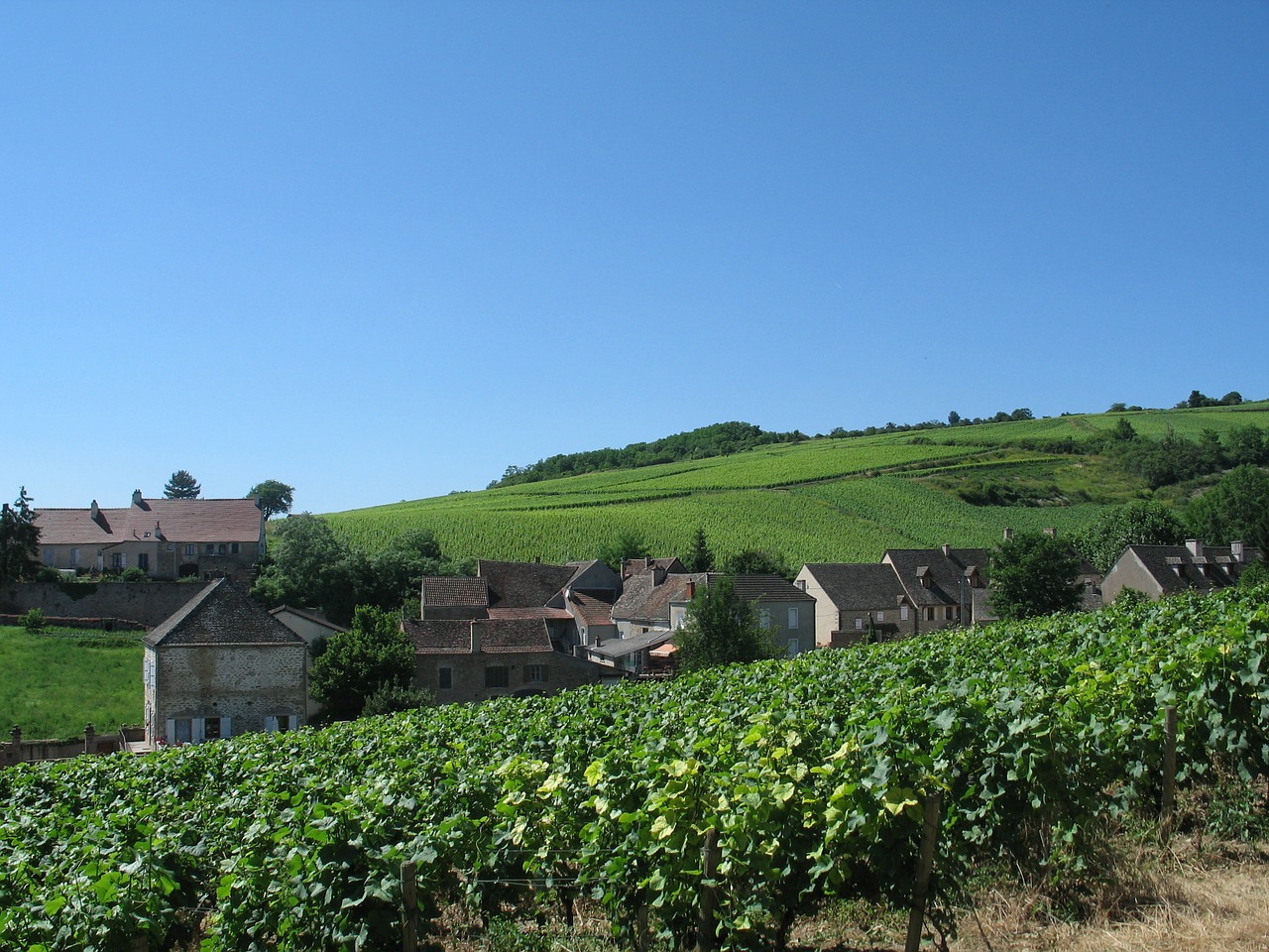 burgundy vine hill free photo