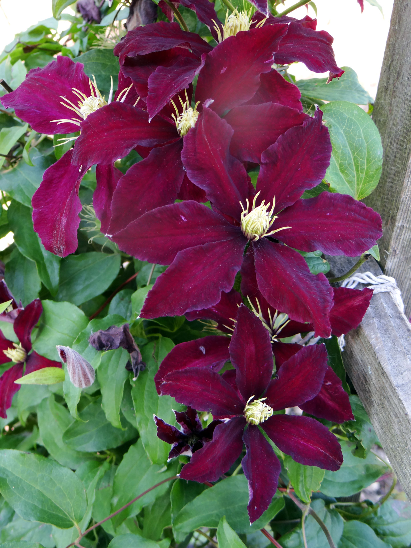 clematis colorful flowers burgundy free photo