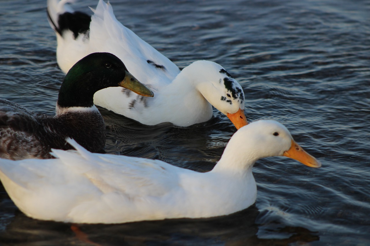 burhaniye iskele ducks free photo