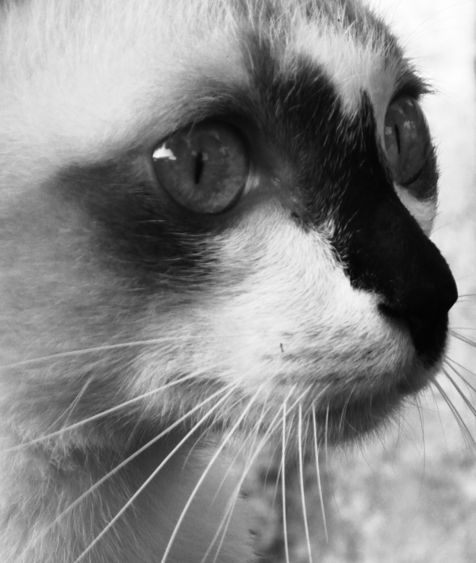 cat eyes burmese free photo