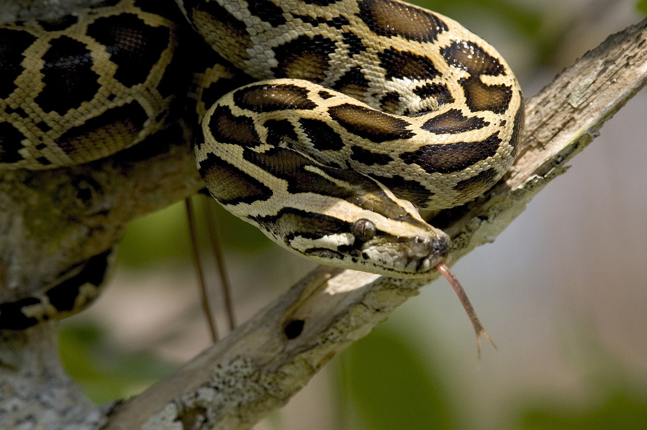 burmese python snake tree free photo