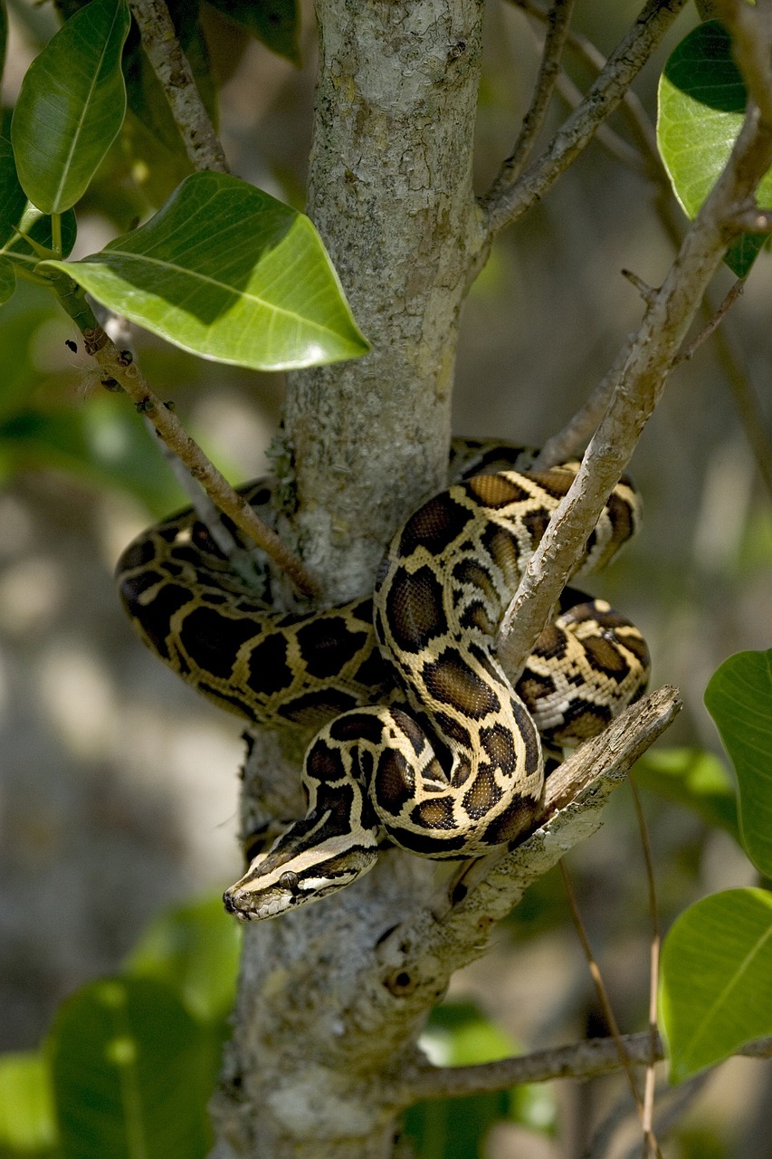 burmese python snake tree free photo