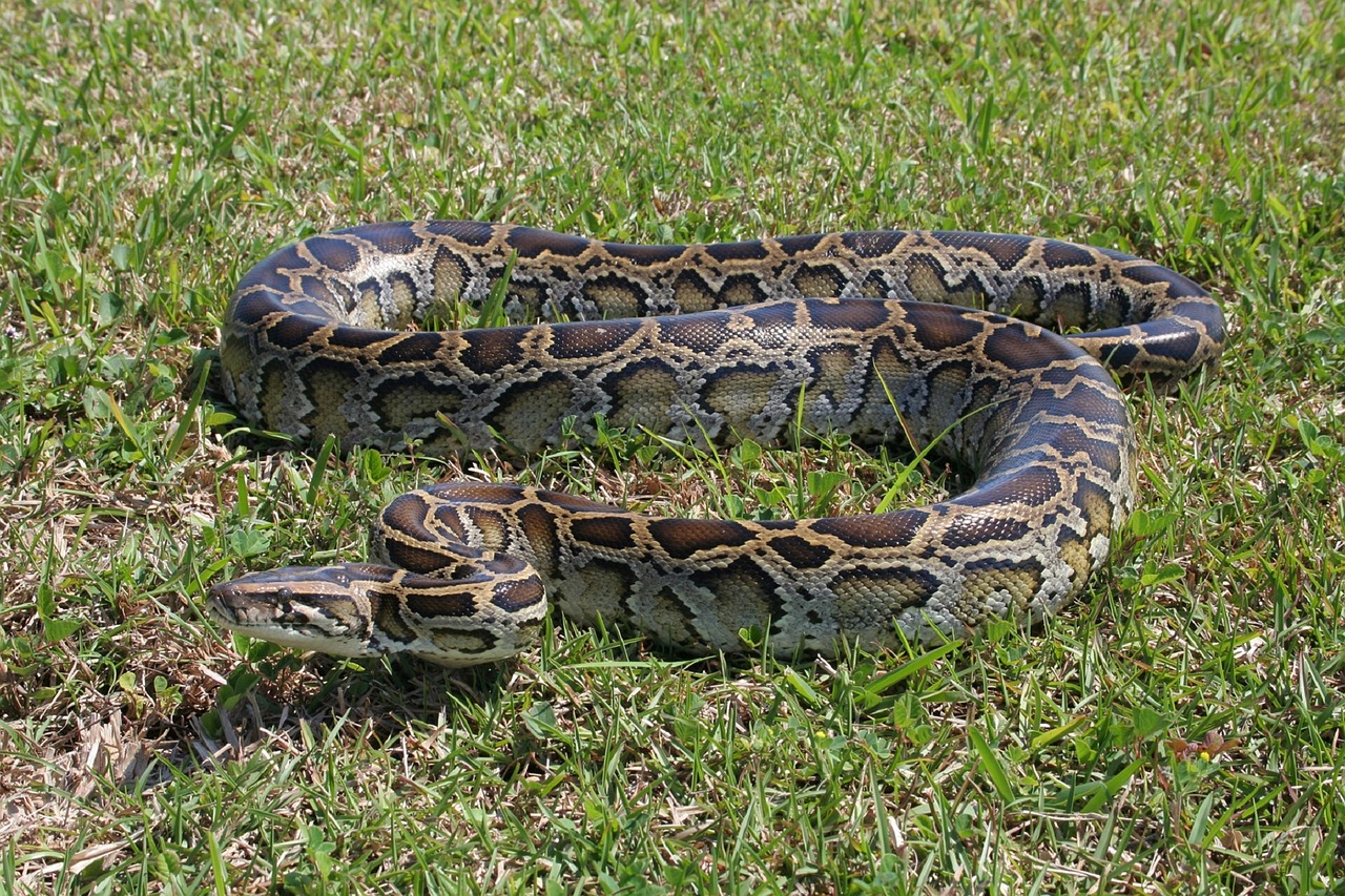 burmese python snake ground free photo