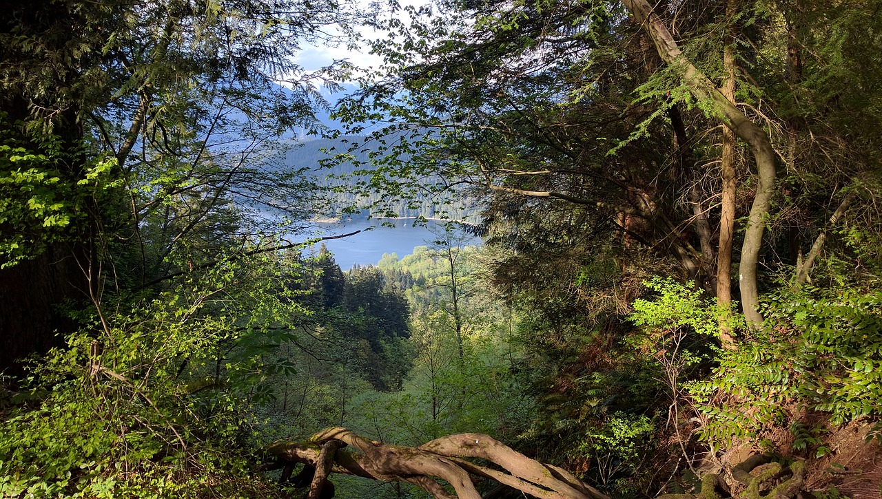 burnaby mountain burnaby british columbia free photo