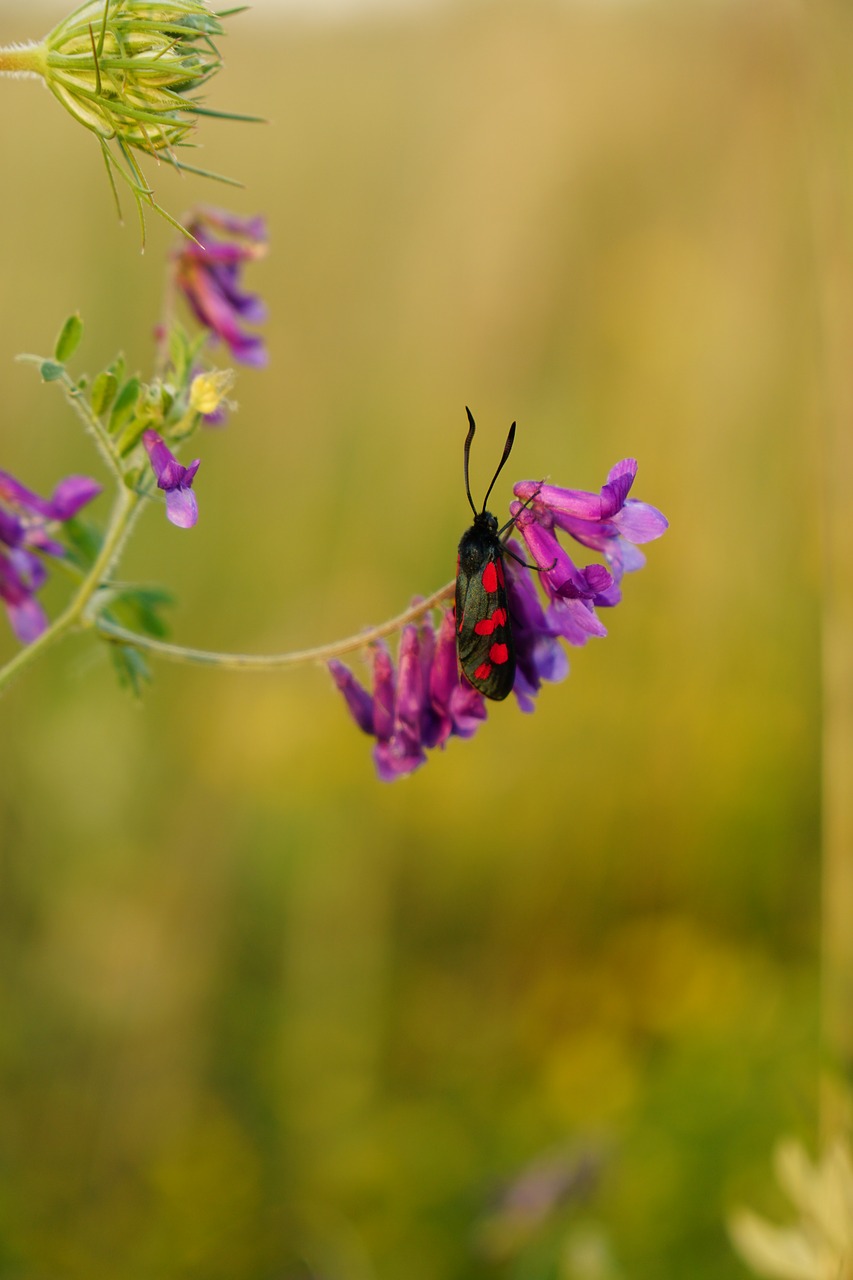 burnet blood butterfly free photo