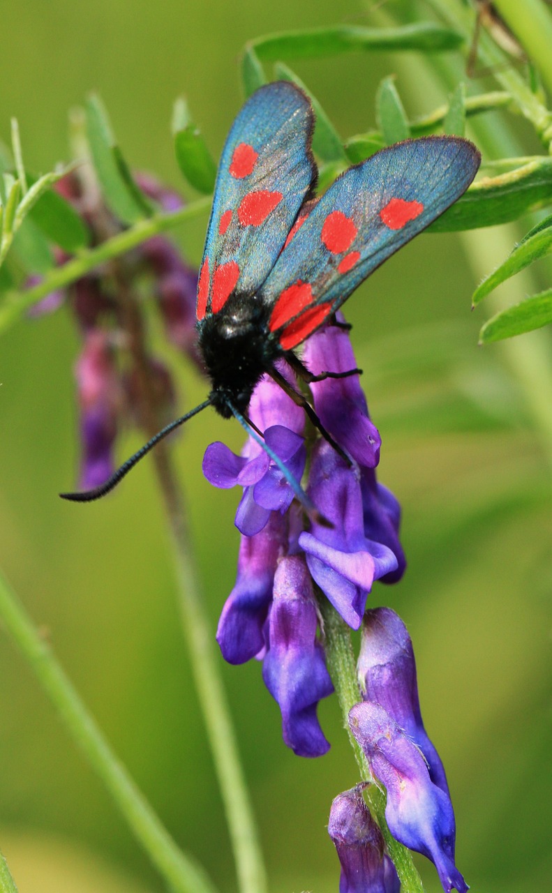 burnet butterfly insect free photo
