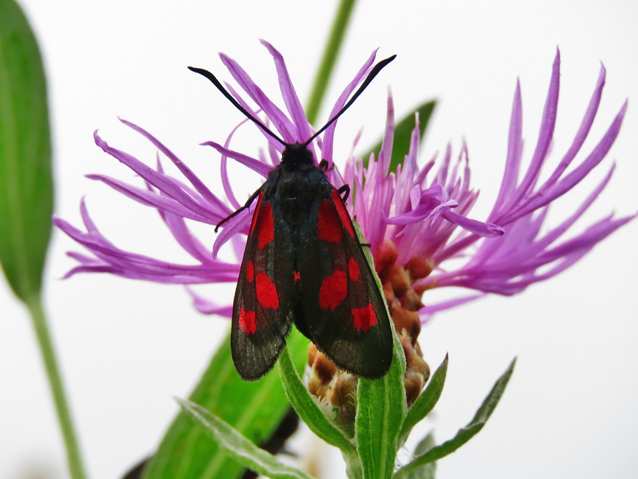 burnet  butterfly  insect free photo