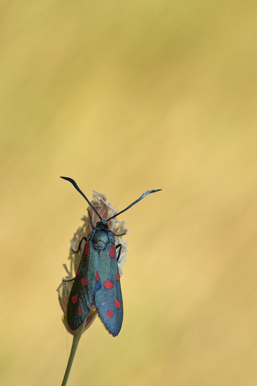 burnet  moth  butterfly free photo