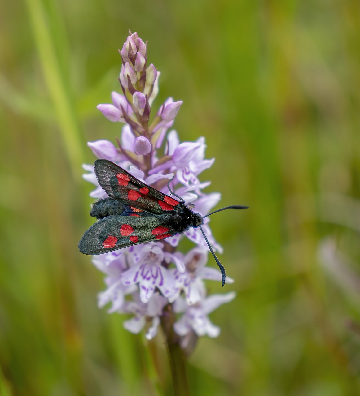 burnet  moth  insect free photo