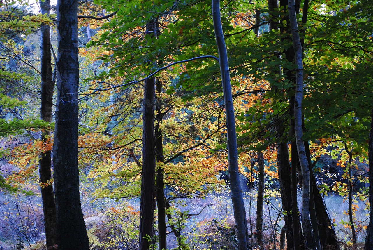 burnham beeches trees free photo