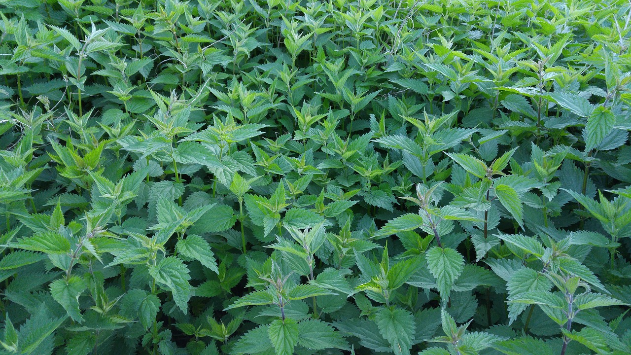 burning asses nettle field stinging nettle free photo