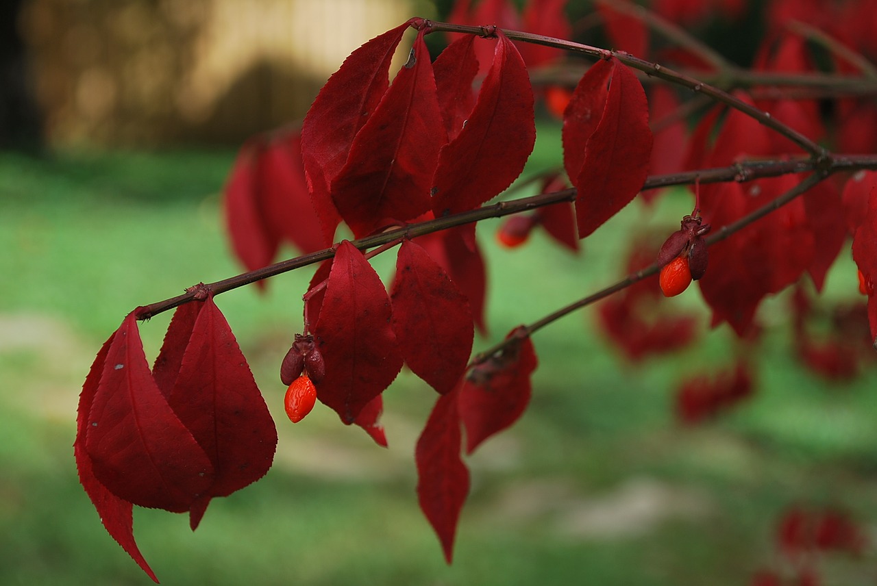 burning bush fall red leaves free photo