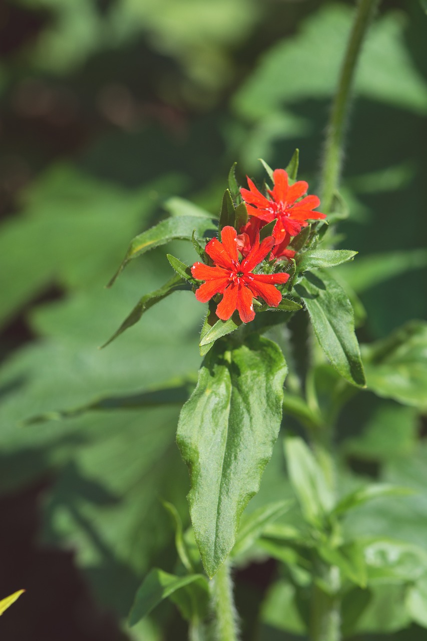 burning love scarlet red campion maltese cross free photo