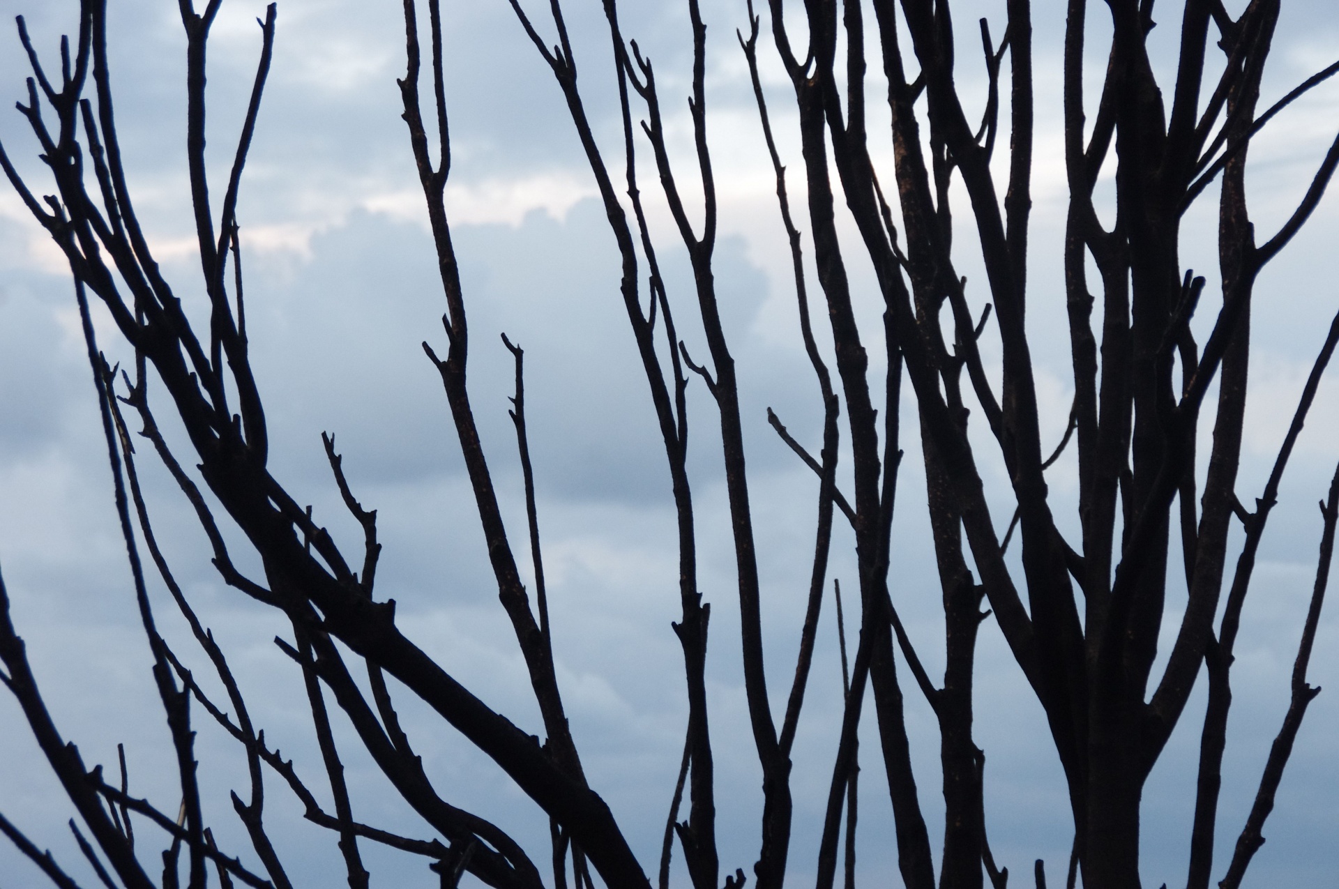 burnt branches death free photo