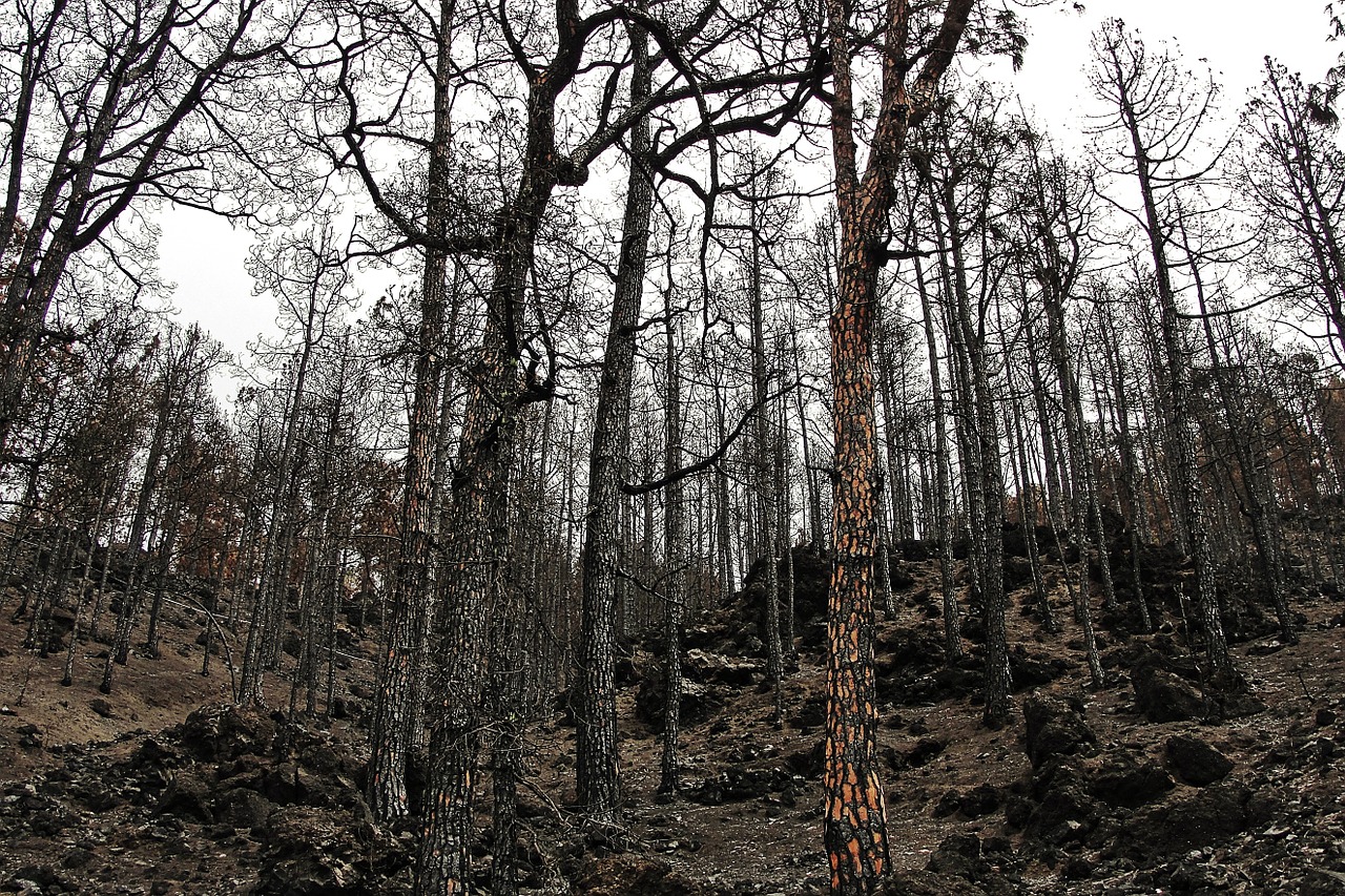 burnt forest fire forest free photo