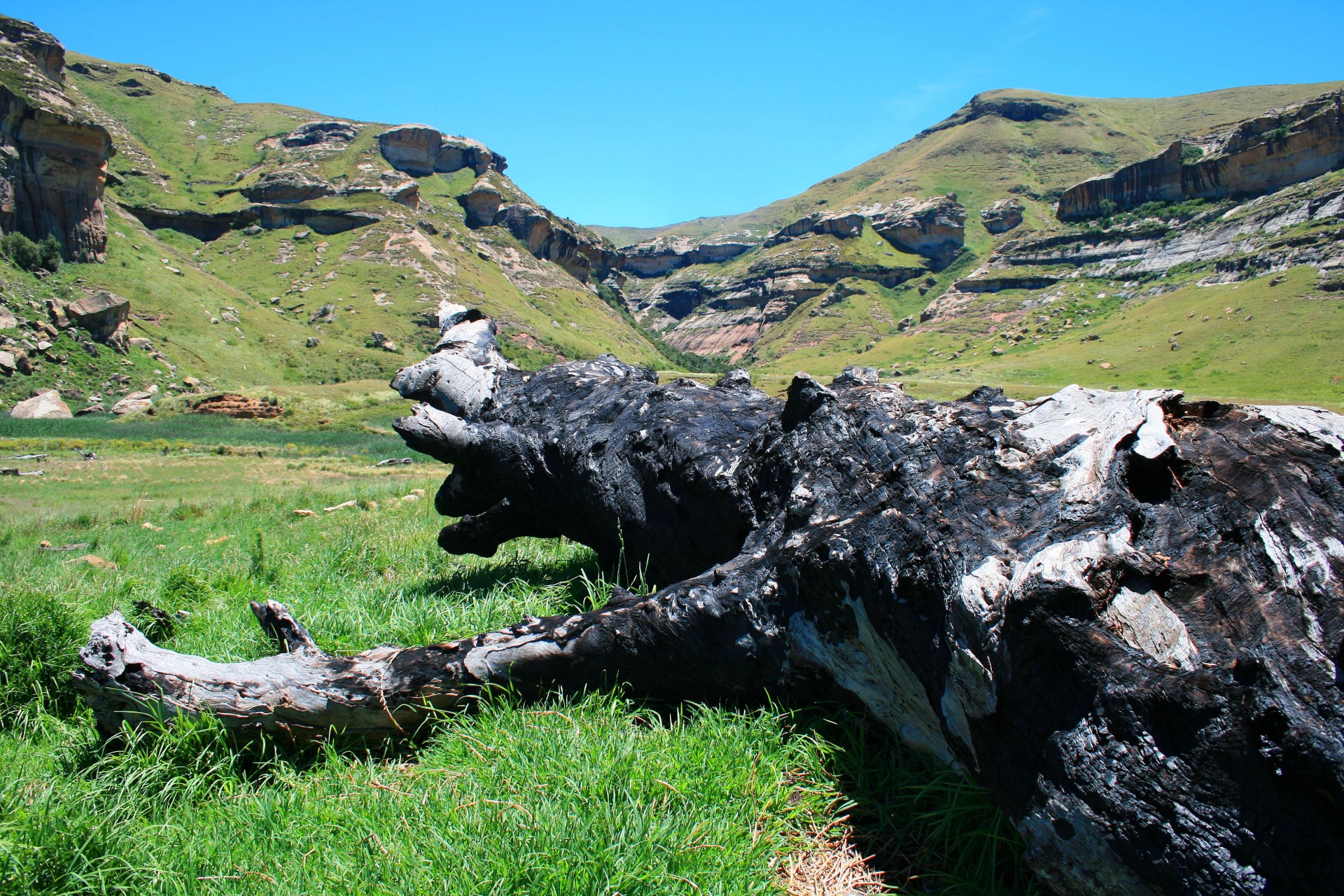 mountain landscape eastern free state burnt tree stump and mountains free photo