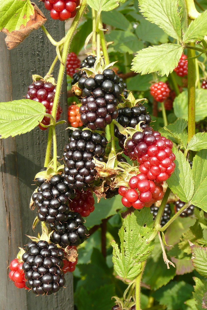 burr blackberries kitchen garden free photo