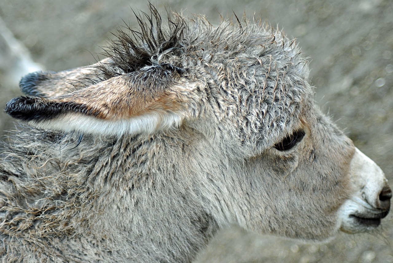burro ass animal free photo