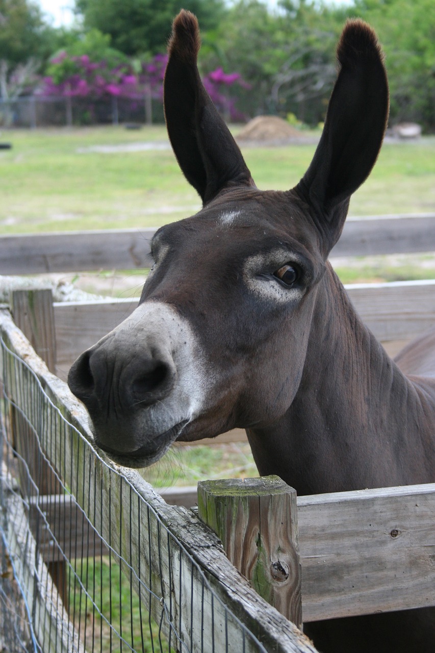 burro donkey chocolate free photo