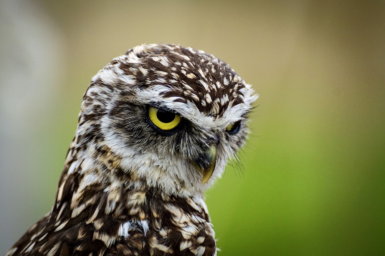 burrowing  owl  little owl free photo