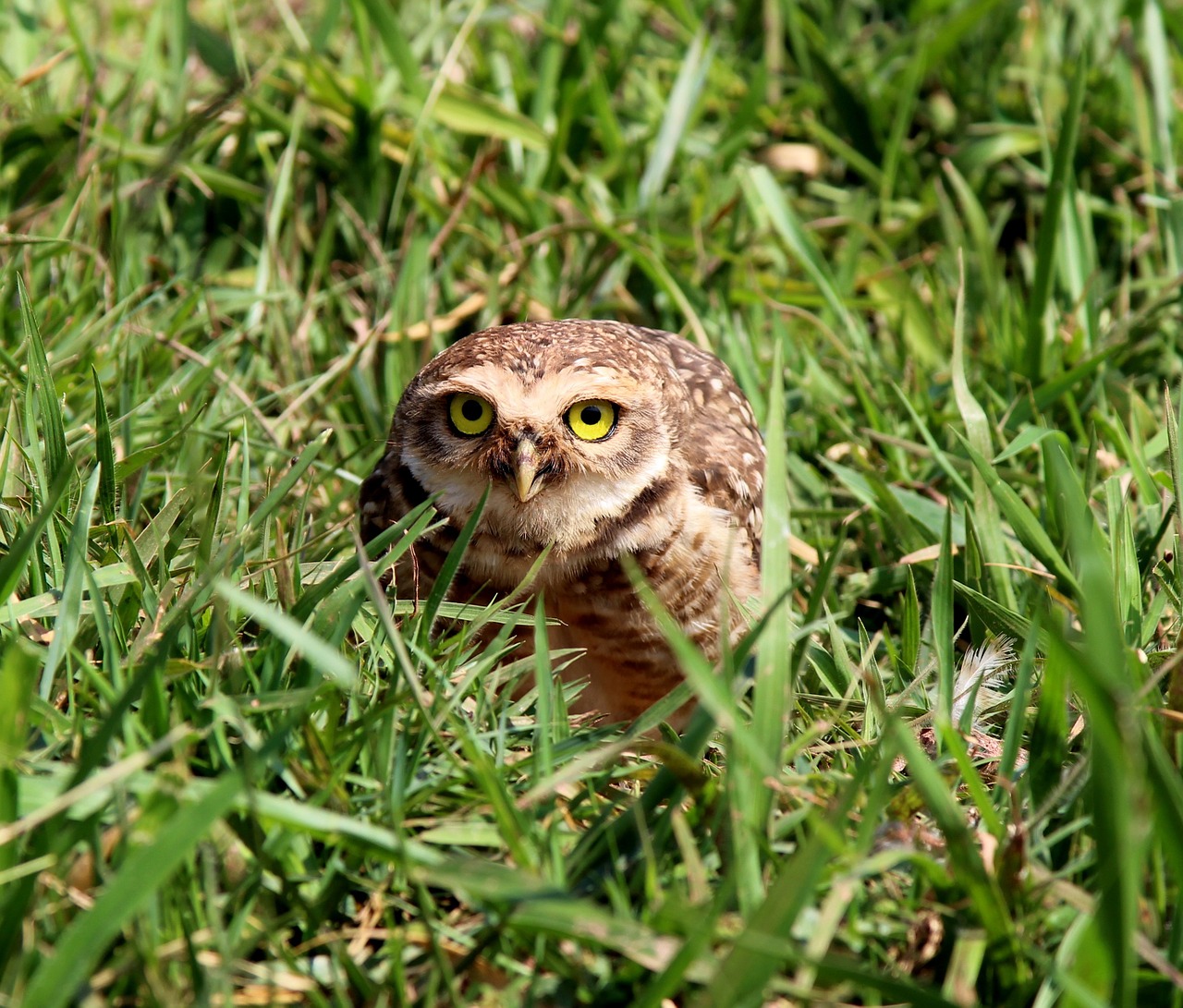 burrowing owl bird of prey bird free photo