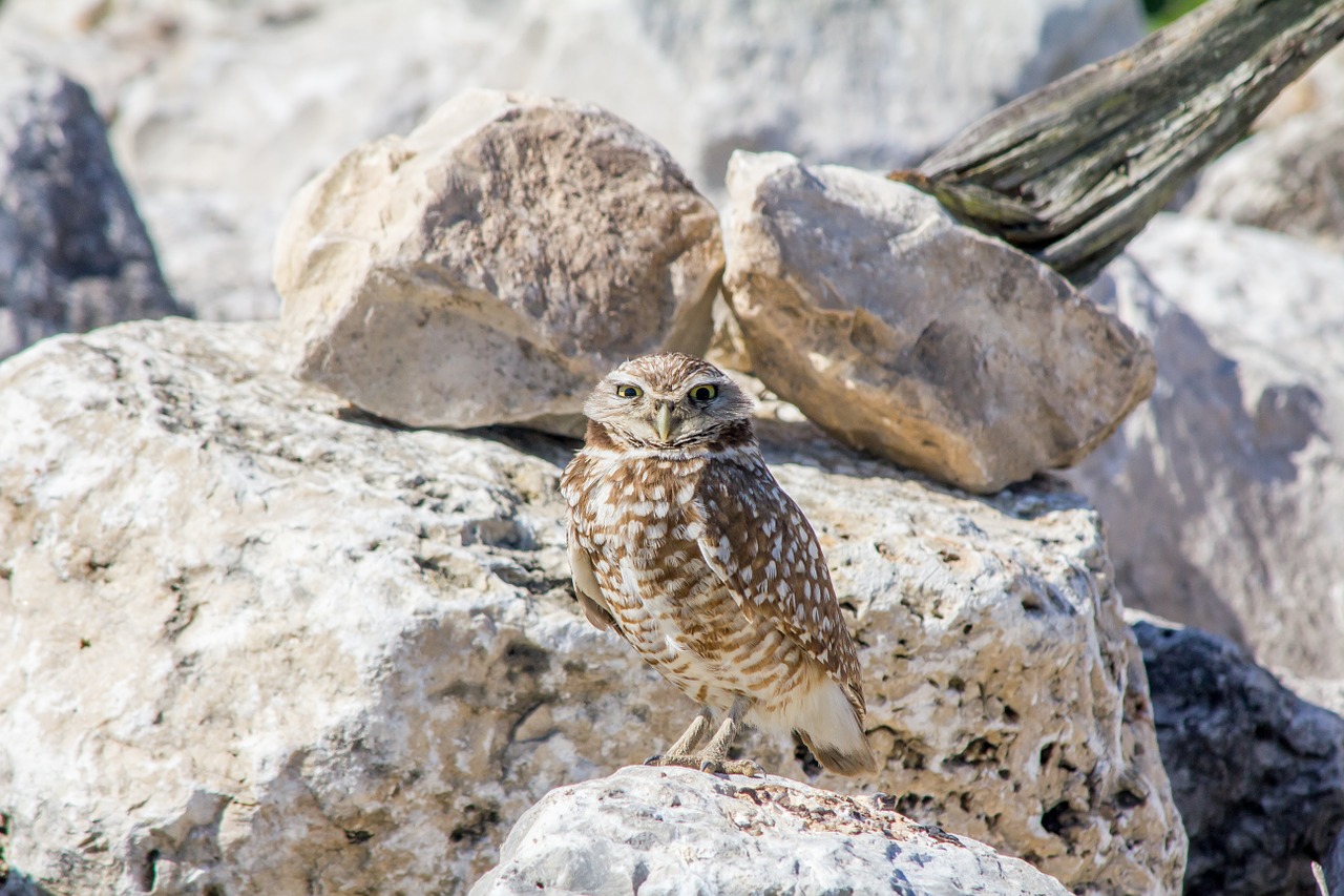 burrowing owl bird nature free photo