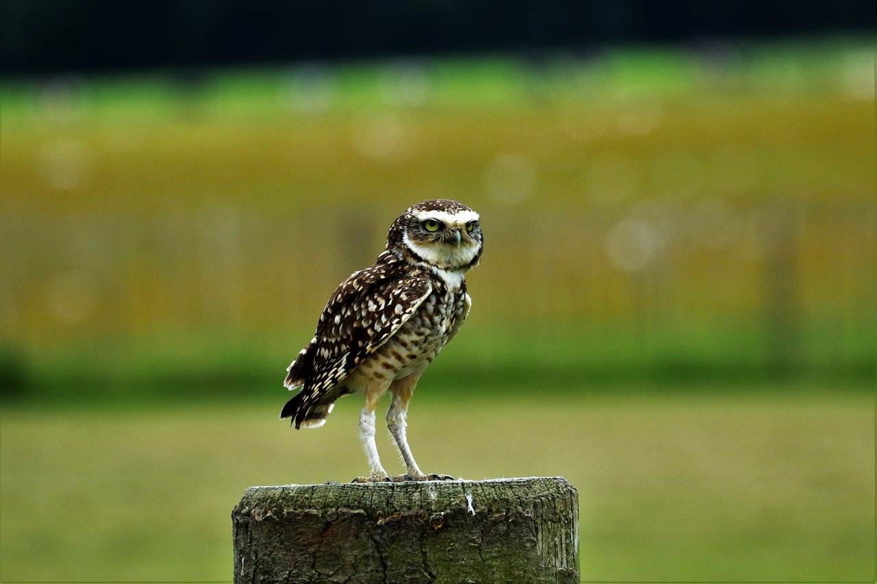 burrowing owl small owl bird free photo