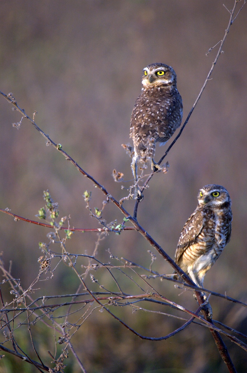 burrowing owl birds owls free photo