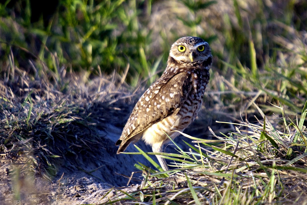 burrowing owl owl birds free photo