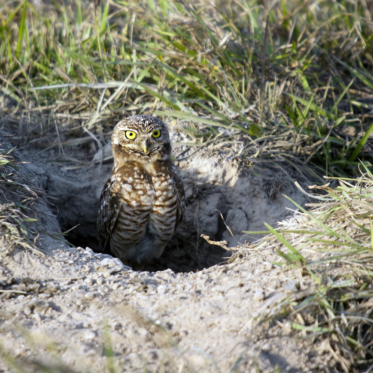 burrowing owl owl birds free photo